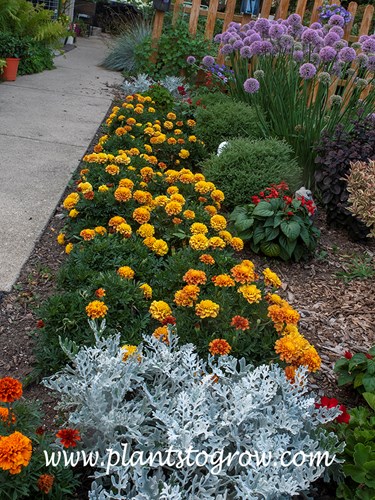 'Strawberry Blonde' Marigold' (Tagetes patula) This image is during late June and the flowers were mainly yellow. Dusty Miller is planted at the front of this display.